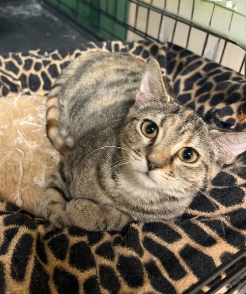 Rachel, Domestic Short Hair / Mixed, cat for adoption in Jackson, Mississippi