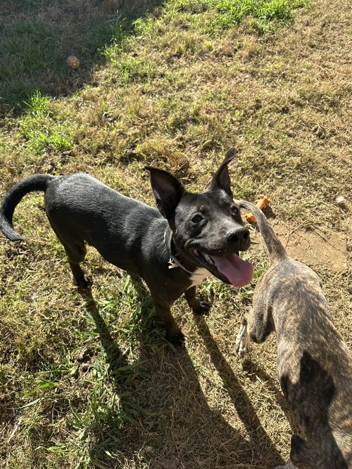 DOTTIE WEST - Labrador Retriever for adoption in Jackson