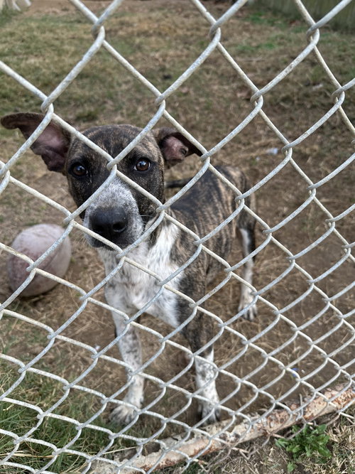 SOPHIA - Unknown available for adoption