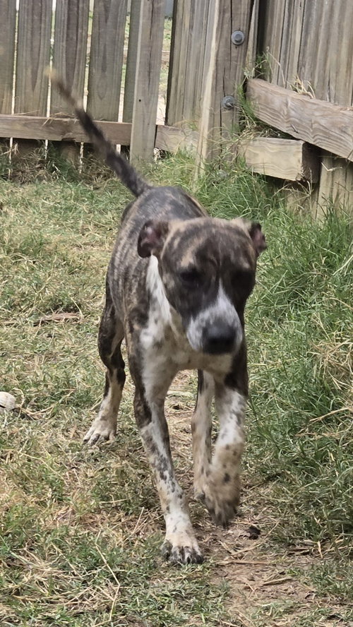 picture of the dog needing adoption