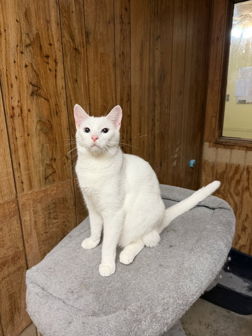 Smudge, Domestic Short Hair / Mixed, cat for adoption in Jackson, Mississippi