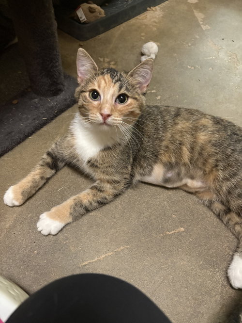 Ruby, Domestic Short Hair / Mixed, cat for adoption in Jackson, Mississippi