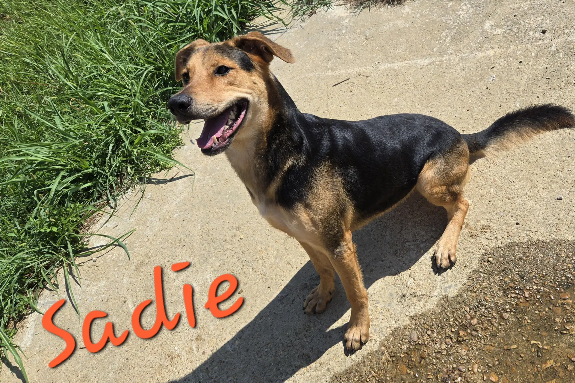 Sadie image 2