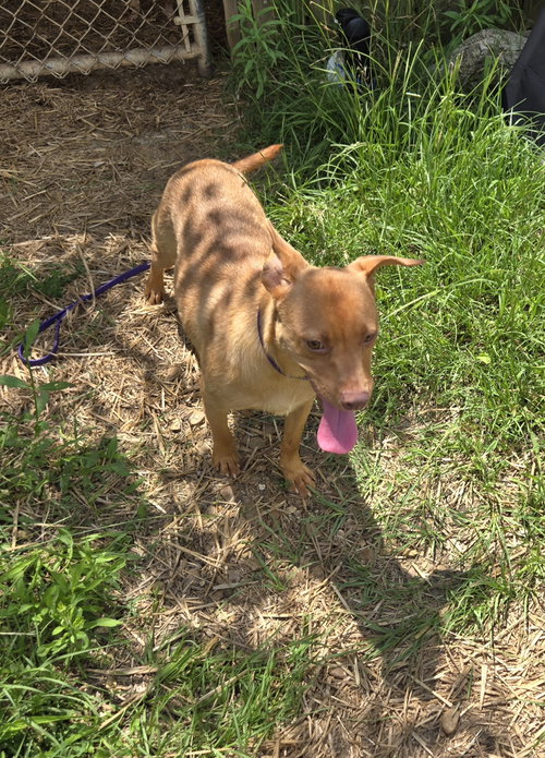VALENTINE - Labrador Retriever / Chihuahua available for adoption