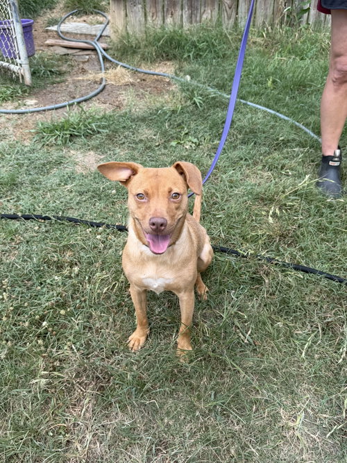 Valentine, an adoptable Labrador Retriever in Jackson, MS