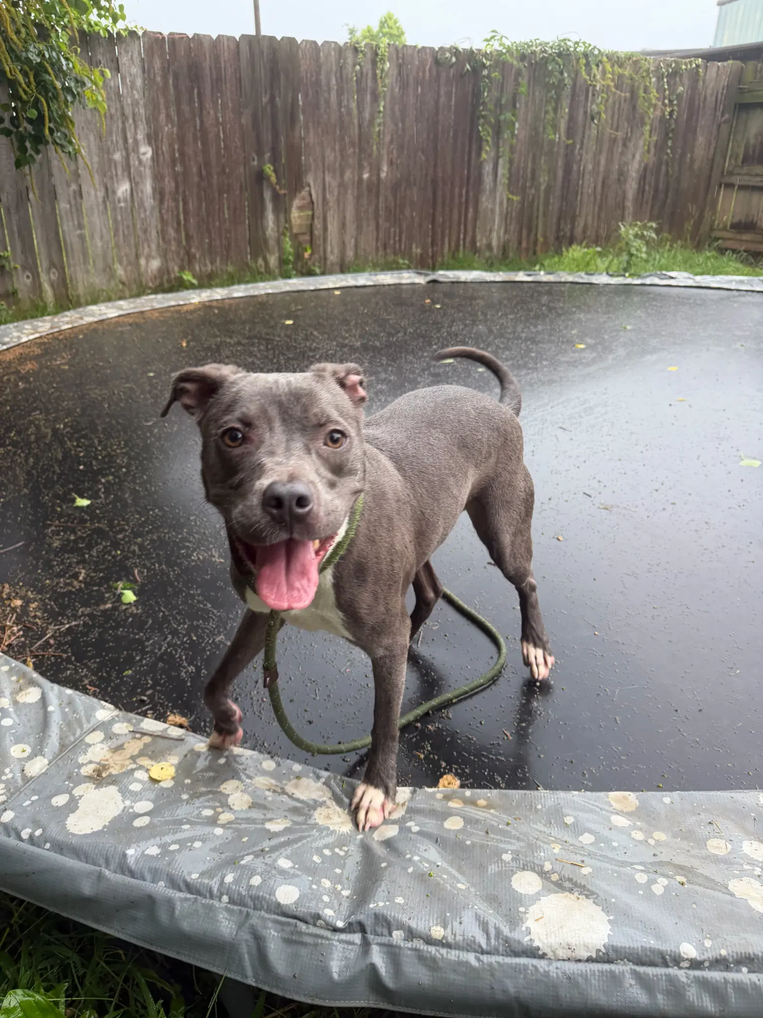 Serenity - American Pit Bull mix