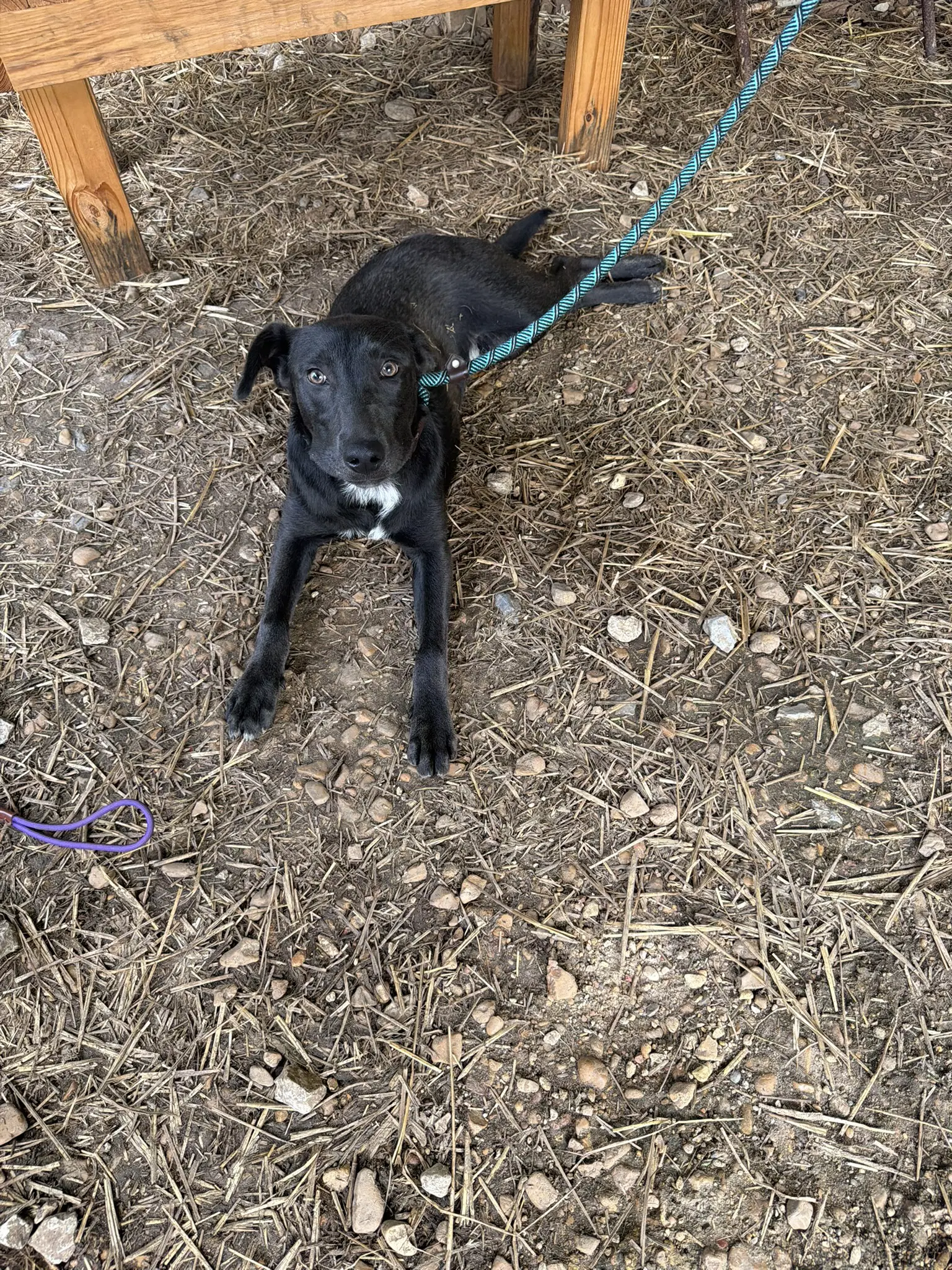 Sebastian - Labrador Retriever