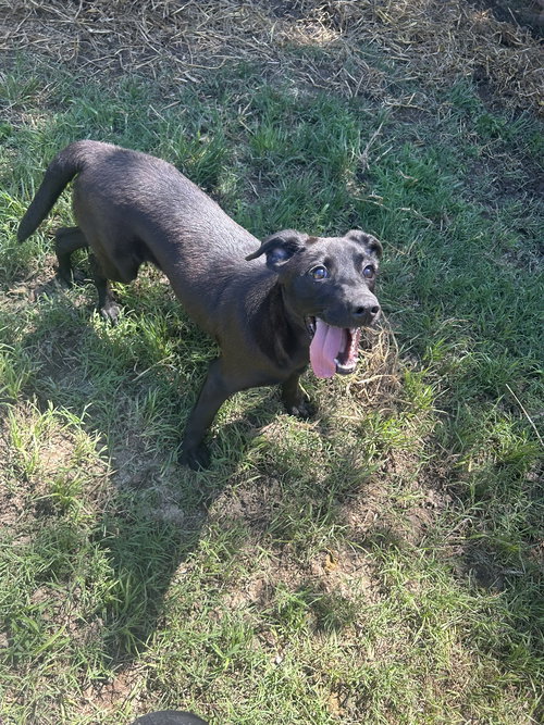 Tammy, an adoptable Labrador Retriever in Jackson, MS
