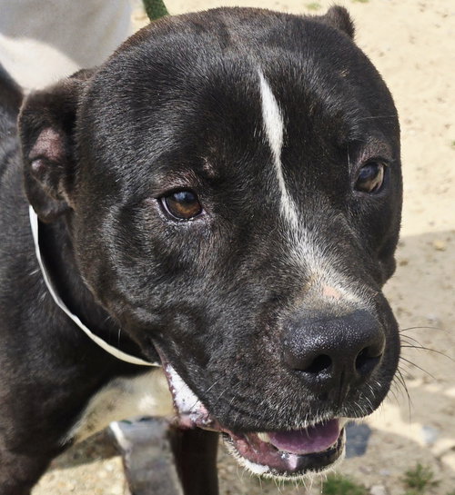 Zorro, an adoptable American Pit Bull Terrier in Jackson, MS