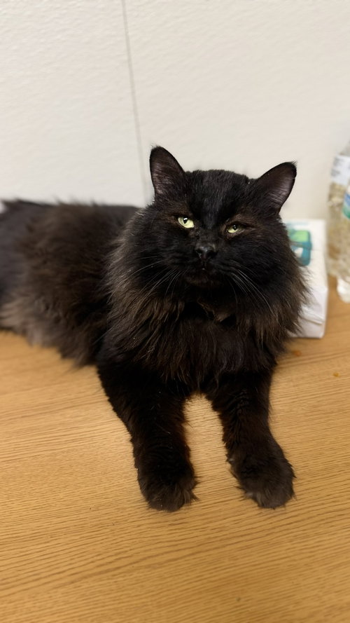 Tyler, an adoptable Domestic Long Hair in Jackson, MS