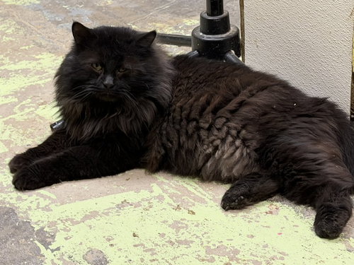 TYLER - Domestic Long Hair available for adoption