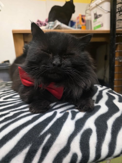 TYLER - Domestic Long Hair available for adoption