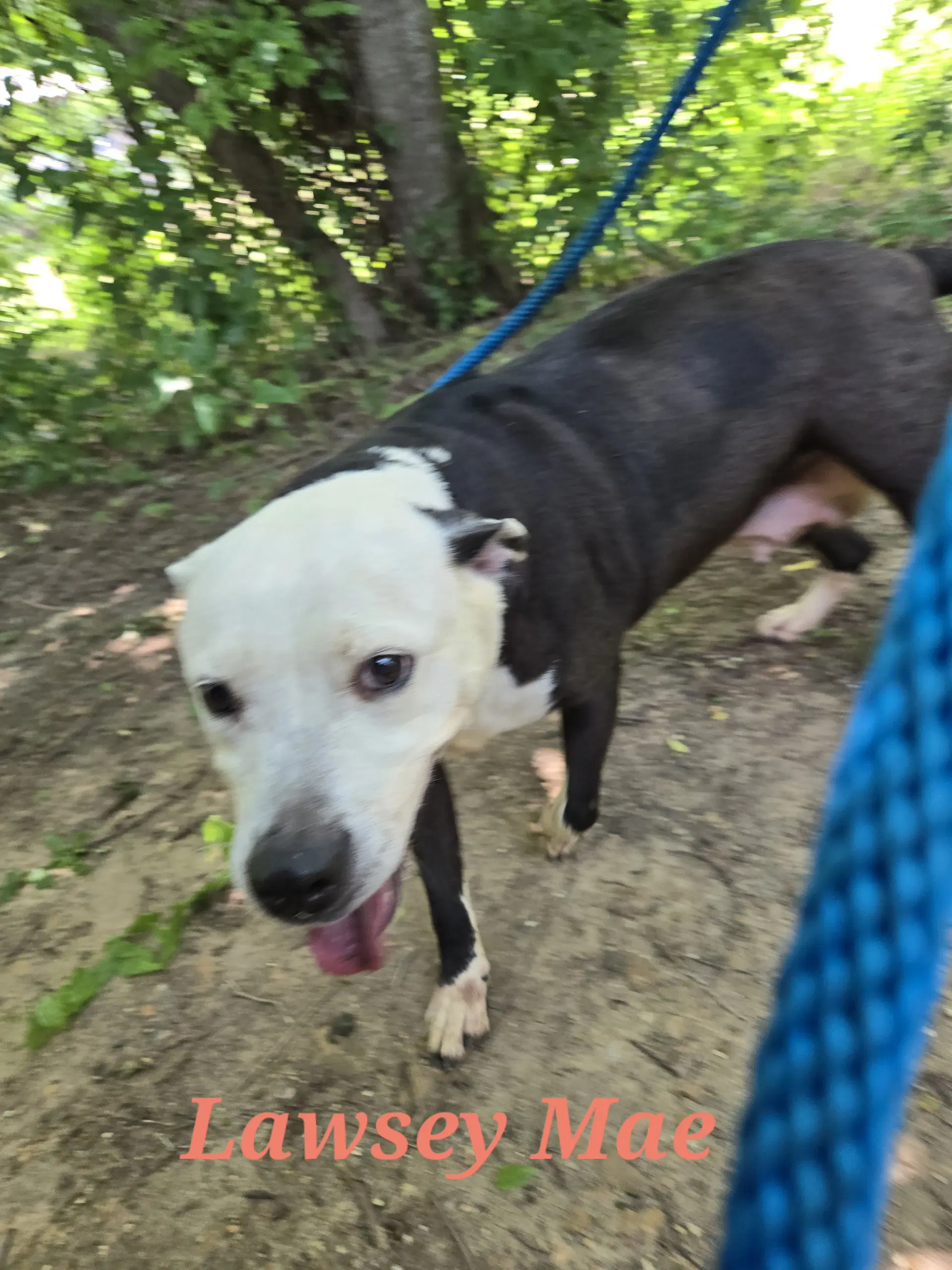 Lawsey Mae - American Staffordshire Terrier