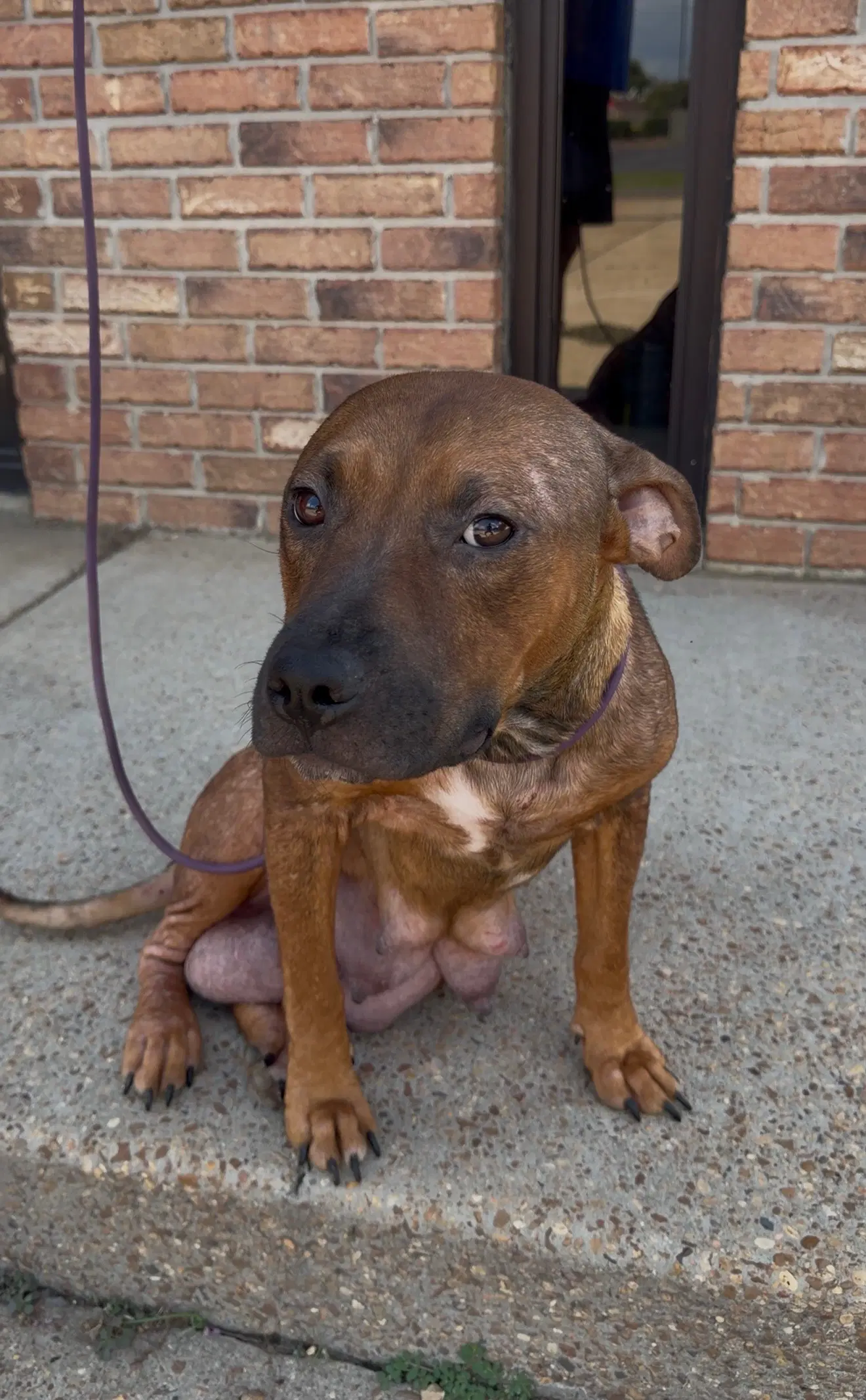Sasha - American Pit Bull Terrier