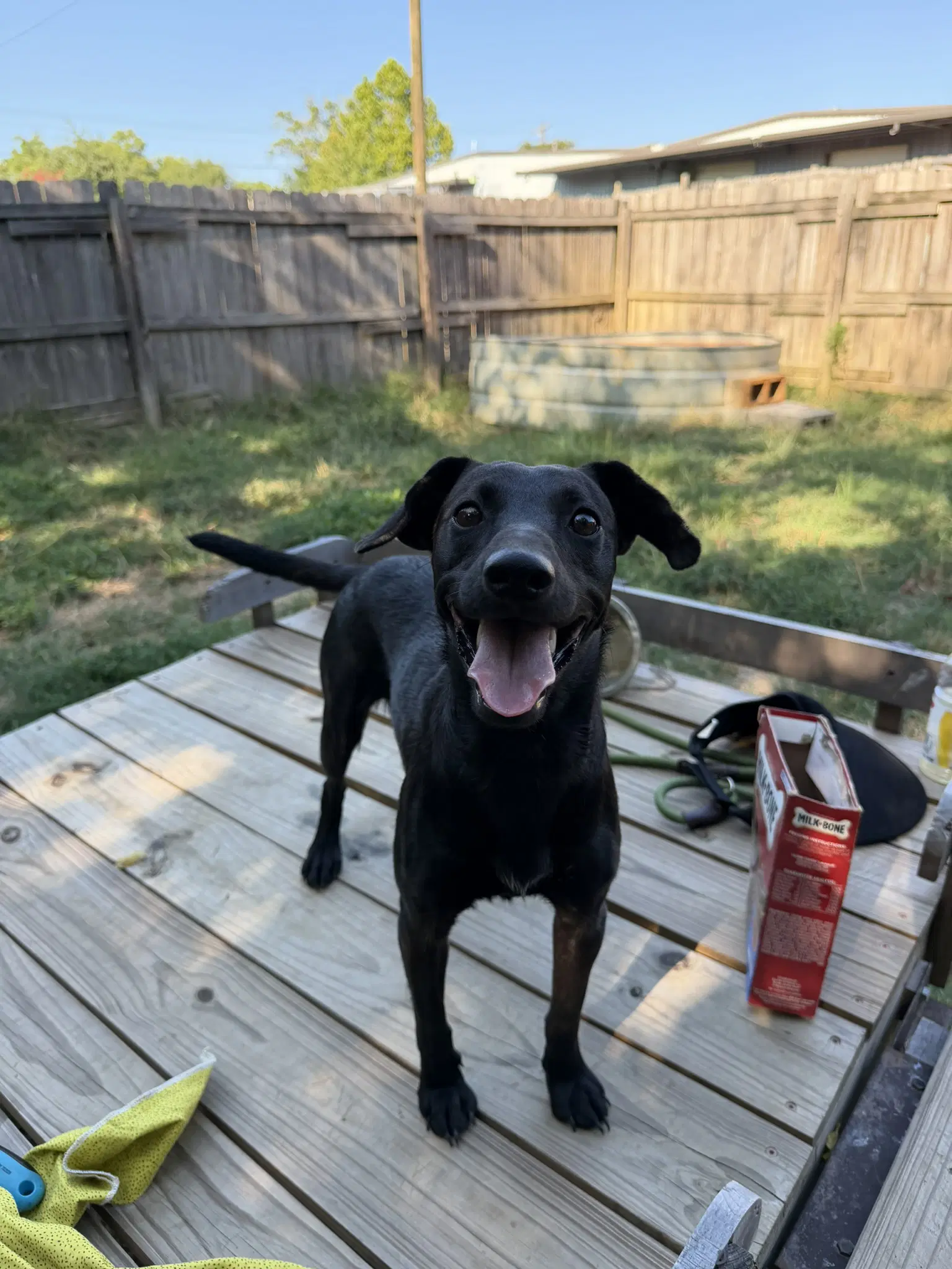 Barbie - Dachshund