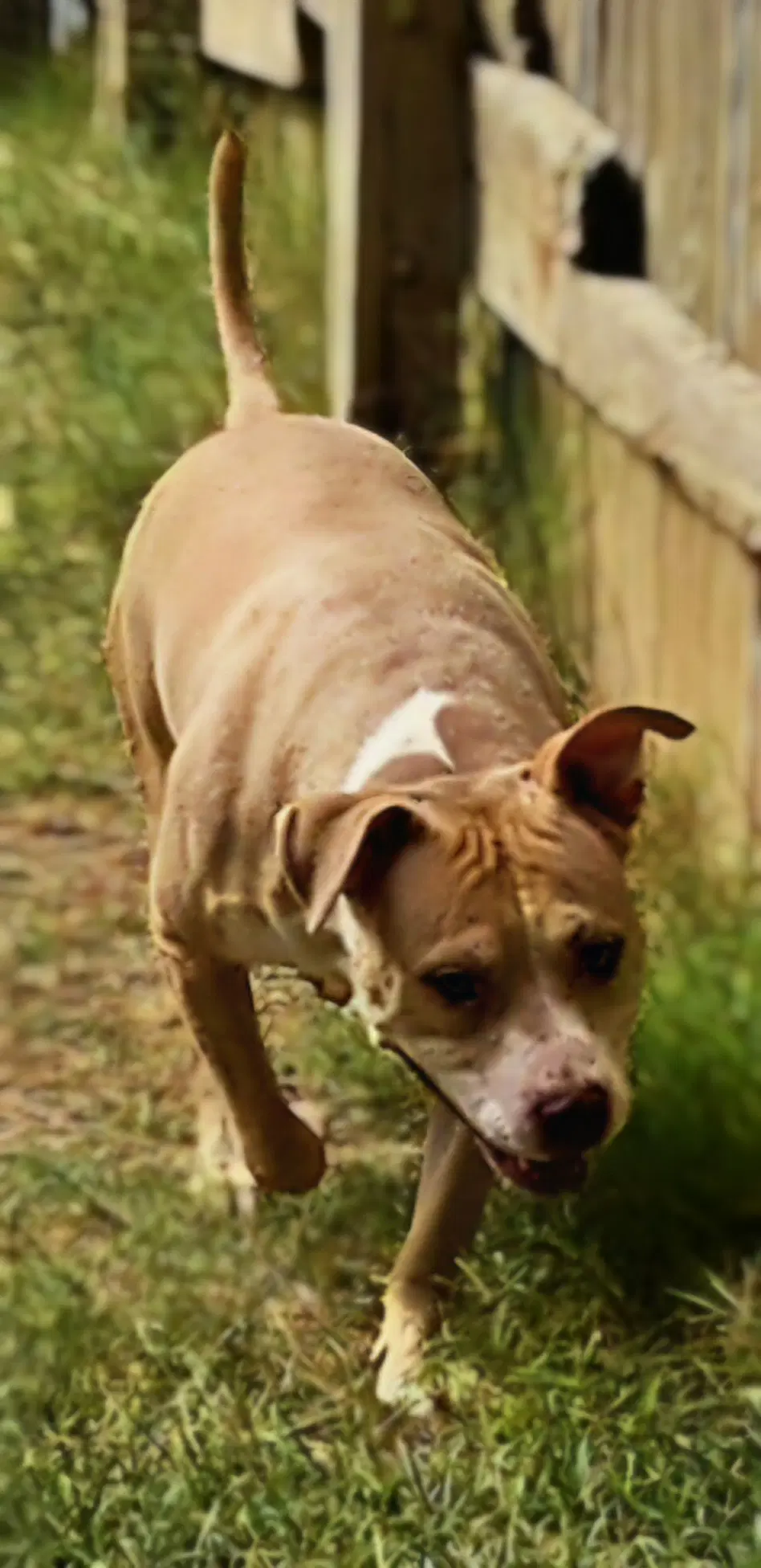 Prince - American Pit Bull Terrier