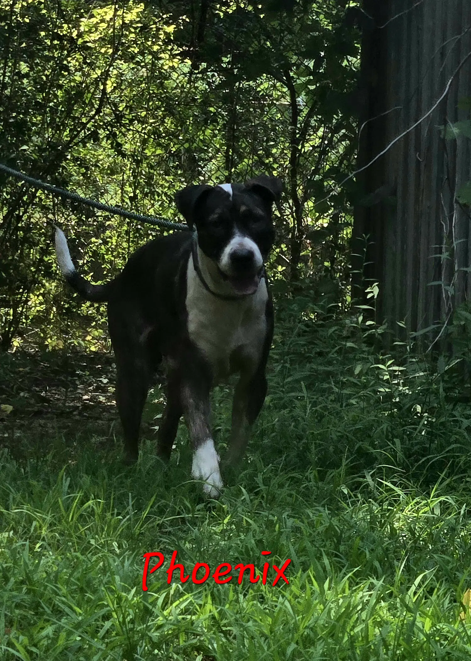 Phoenix - Hound