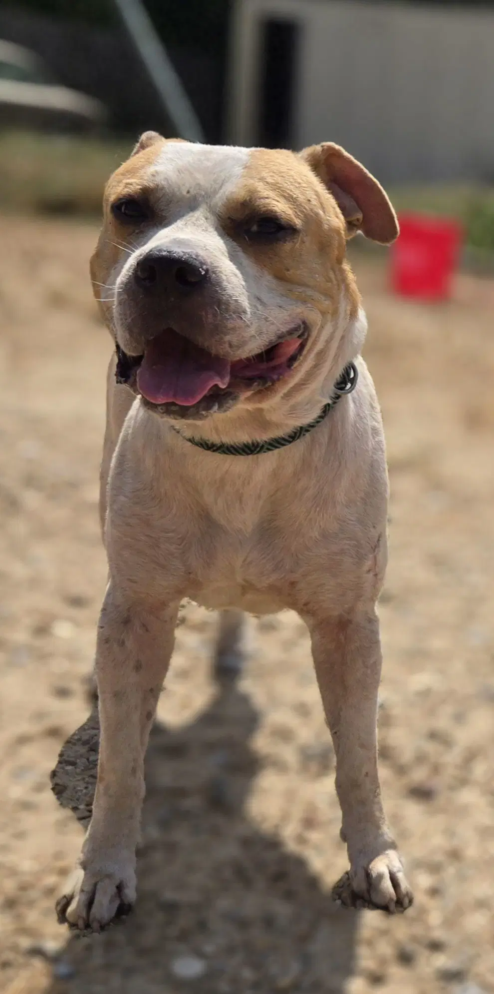 Jax - American Pit Bull Terrier