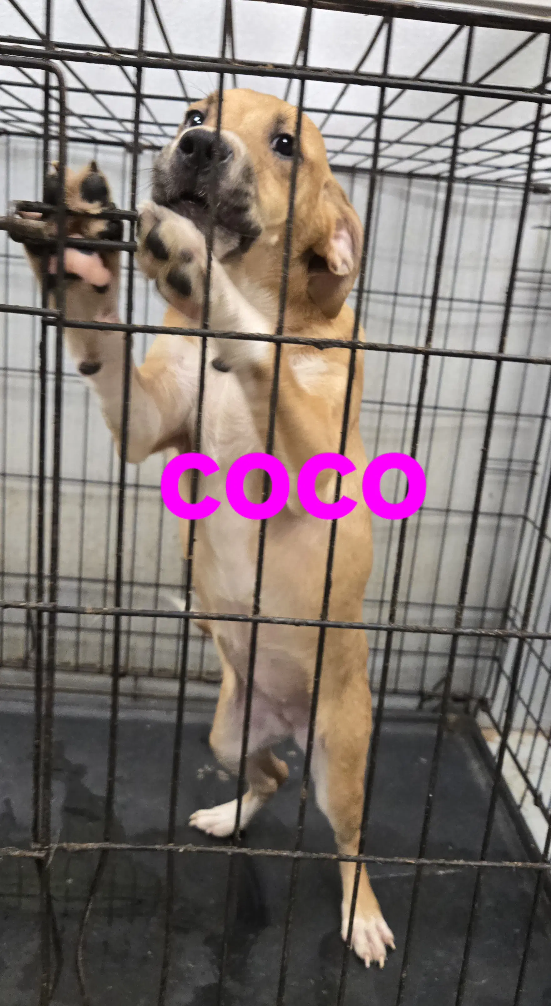 Coco - American Pit Bull Terrier