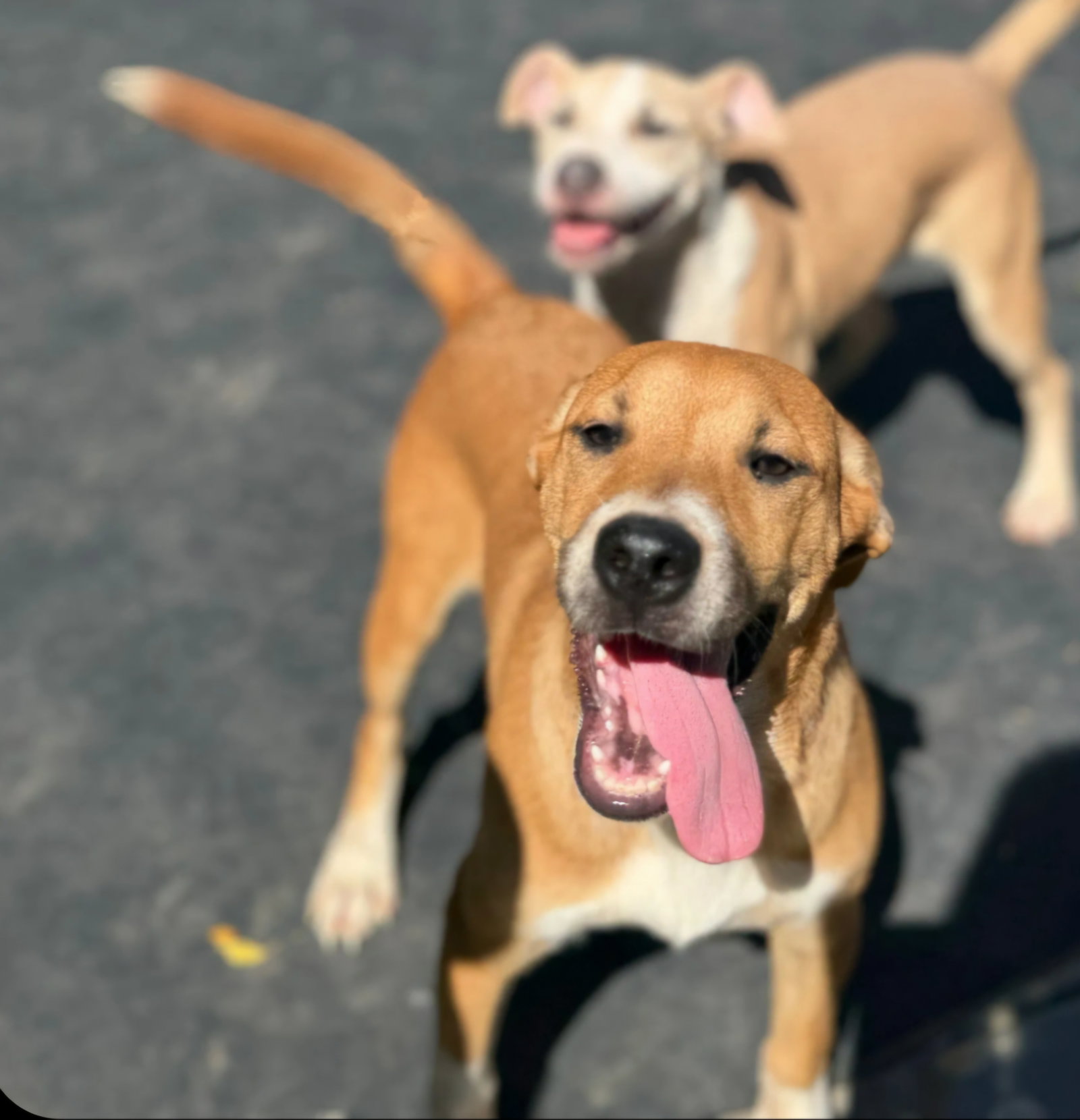 Coco