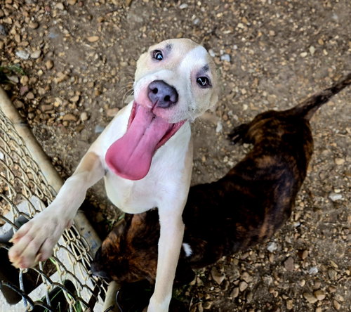 Jr., a dog for adoption from Animal Rescue Fund of MS