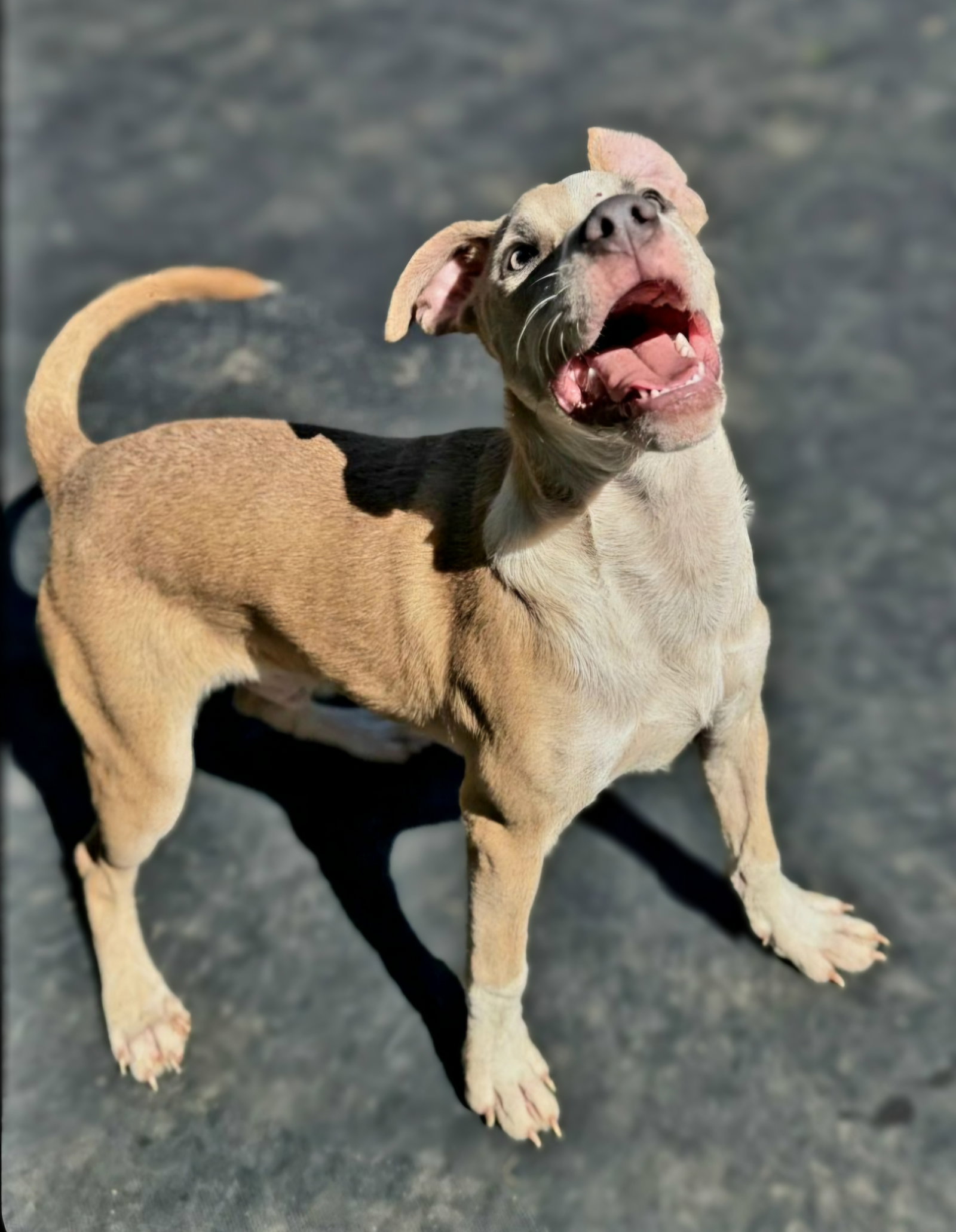 Jr.