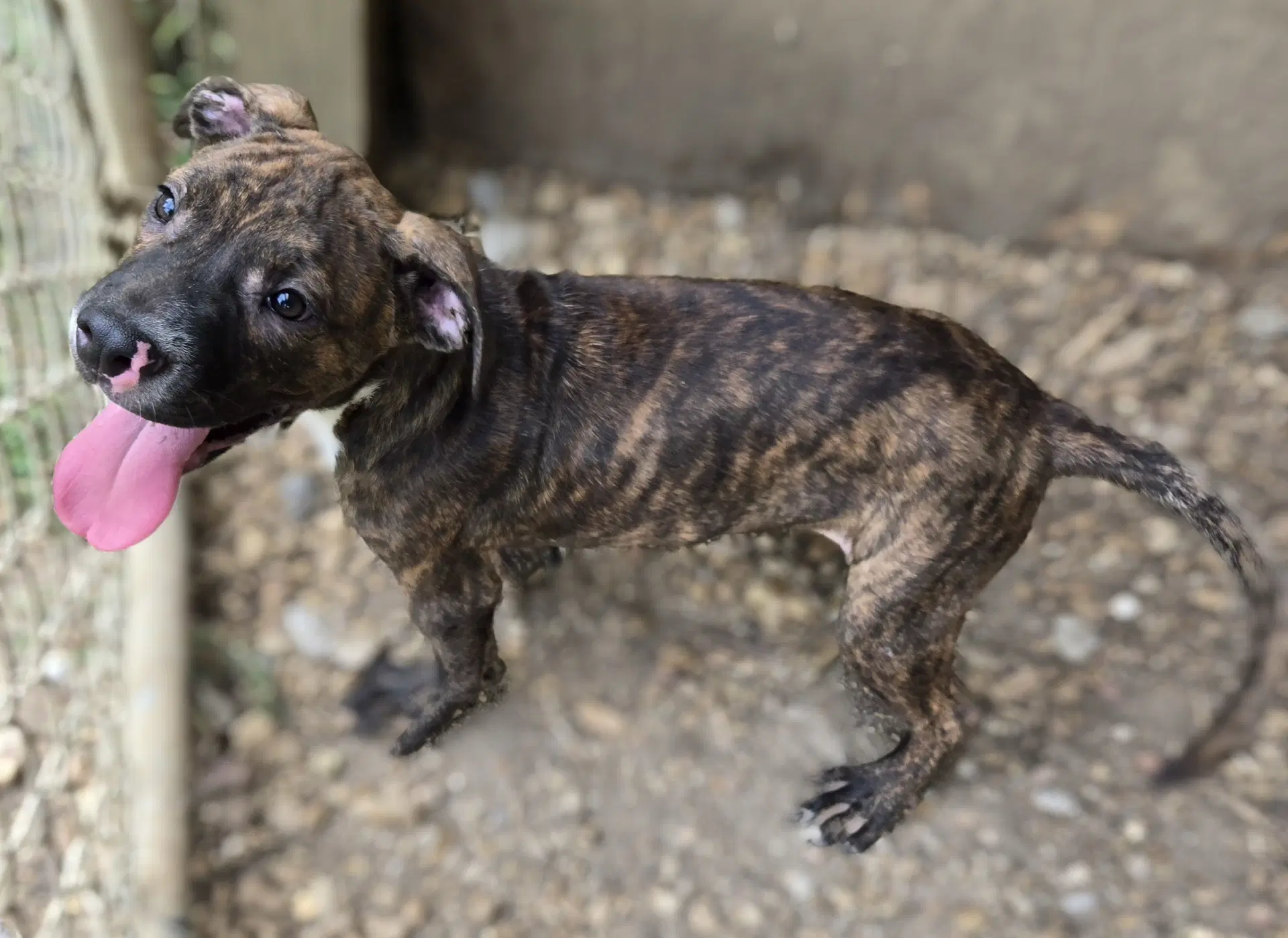 Rocko image 3