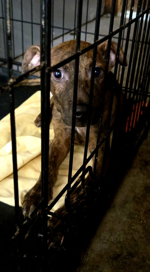 SJ, a dog for adoption from Animal Rescue Fund of MS