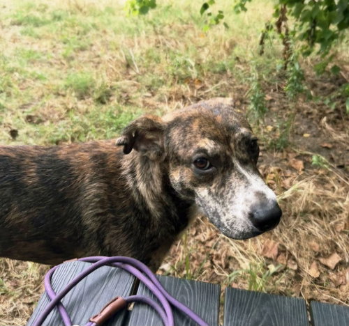 Lando, a dog for adoption from Animal Rescue Fund of MS