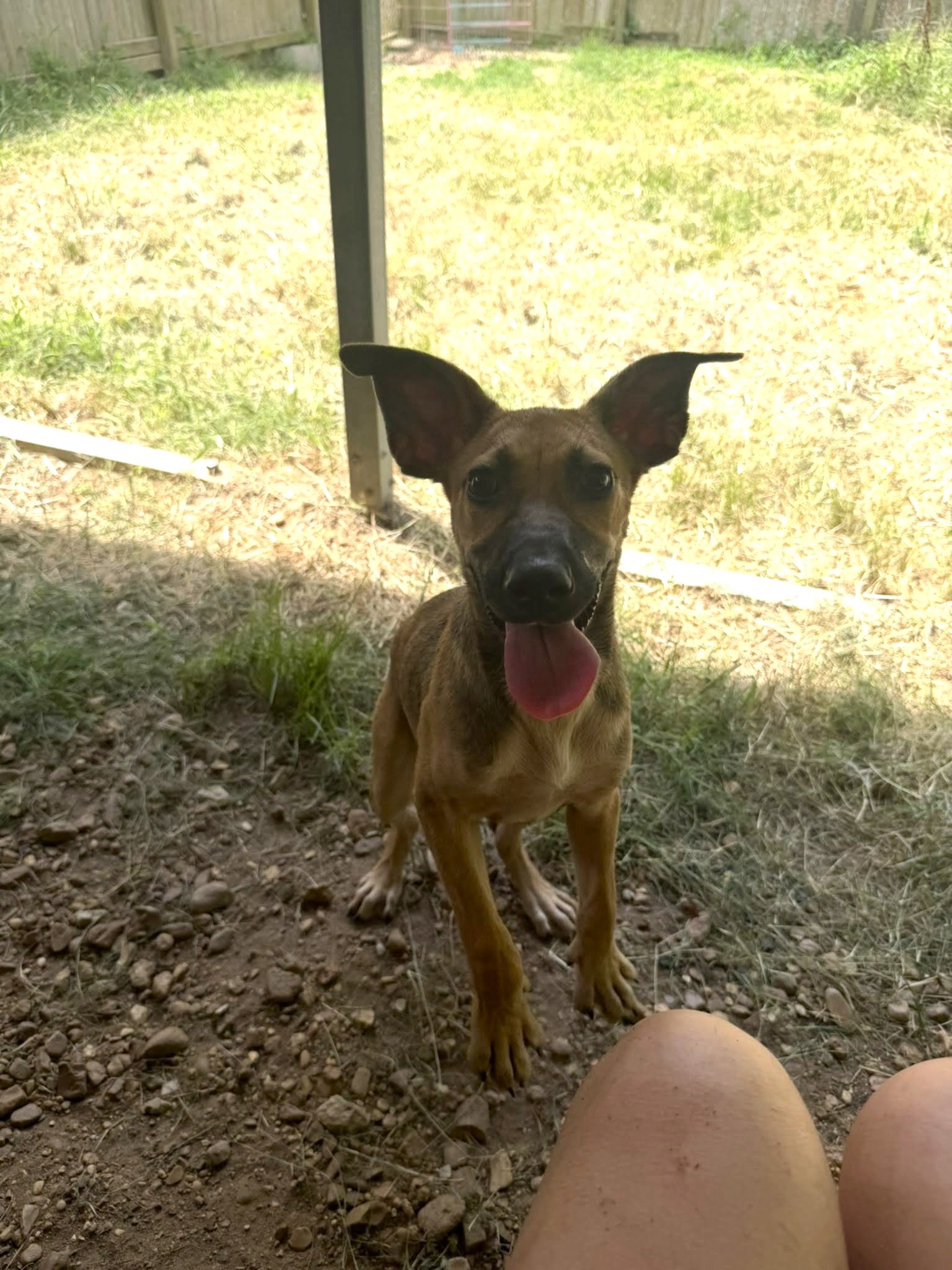 Bambi
