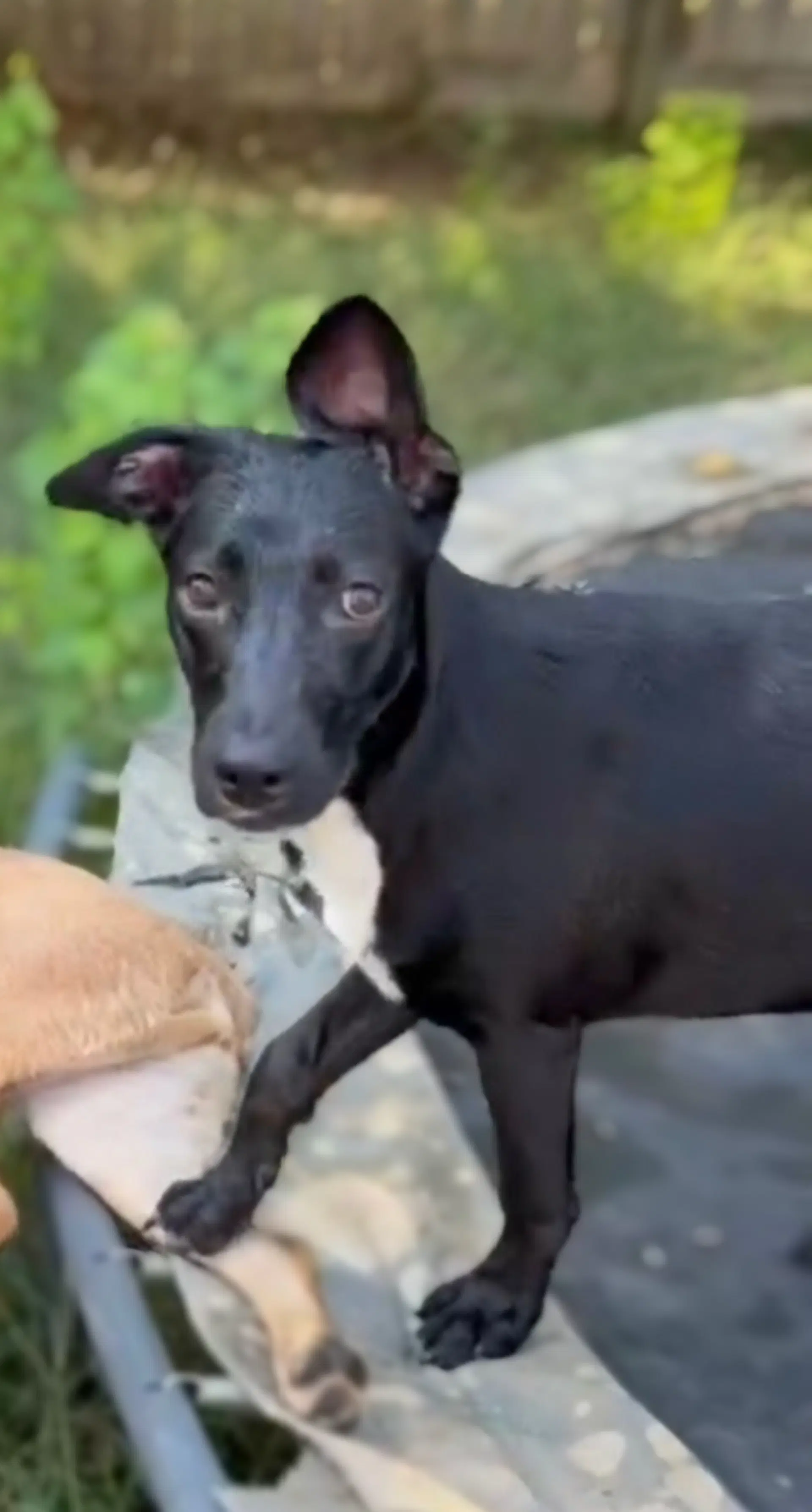 Thumper - Labrador Retriever