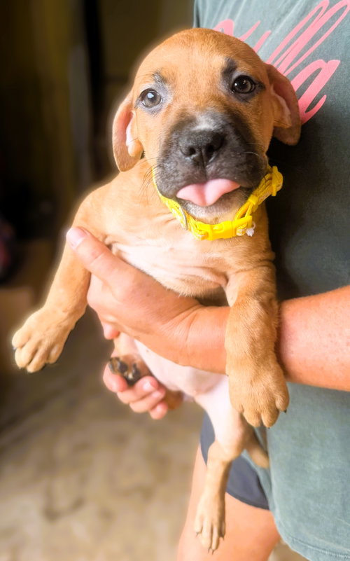 Breeze, a dog for adoption from Animal Rescue Fund of MS