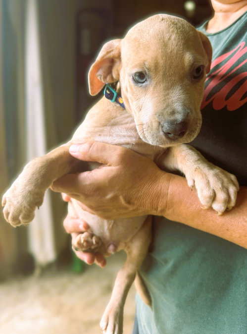 Cam, a dog for adoption from Animal Rescue Fund of MS