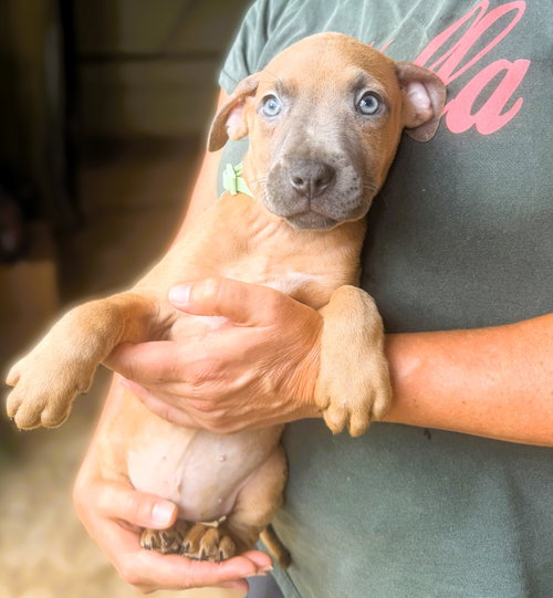 Swift, a dog for adoption from Animal Rescue Fund of MS
