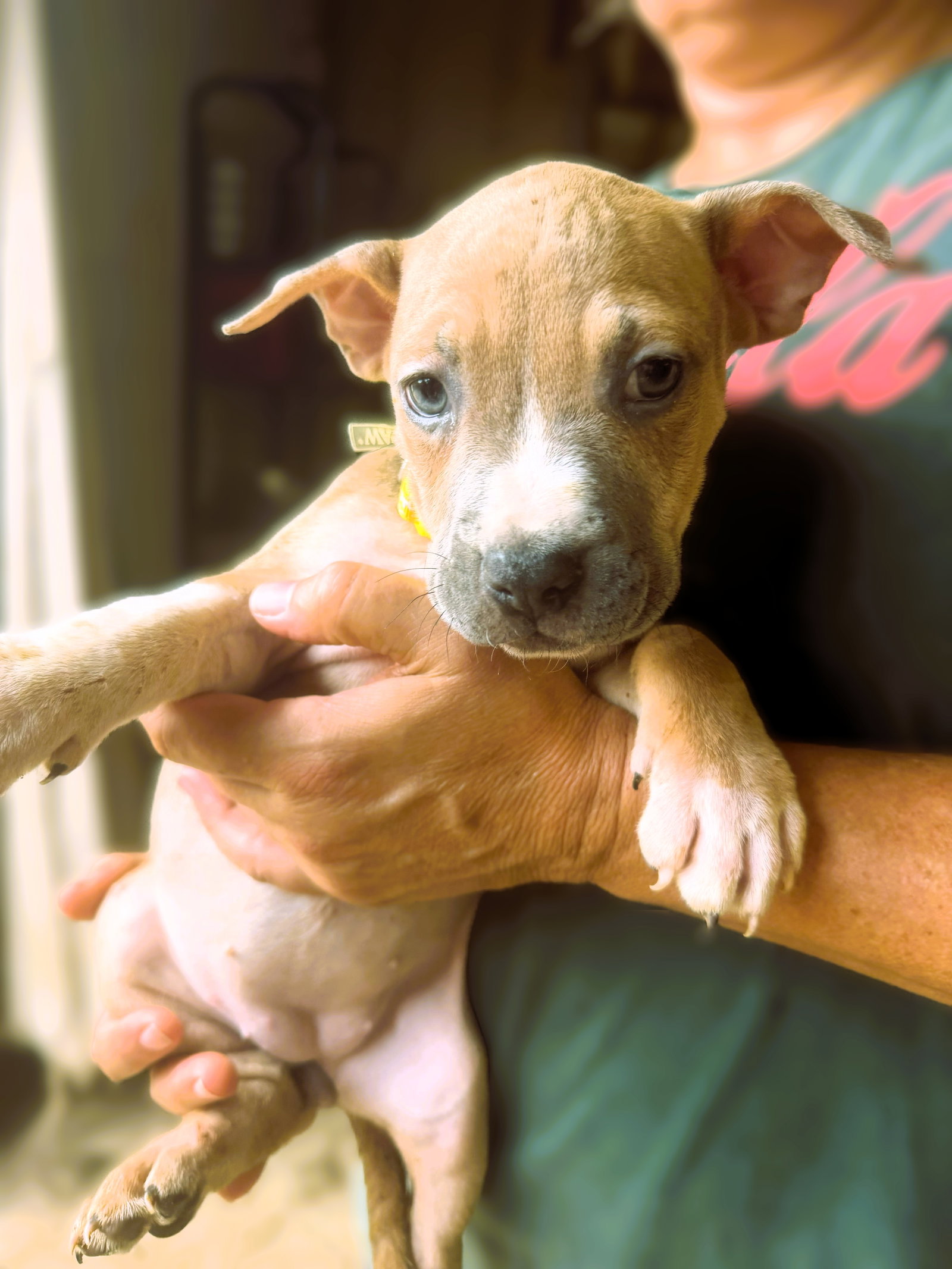 Jalen, Mixed Breed