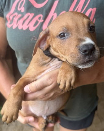 Brady, Mixed Breed