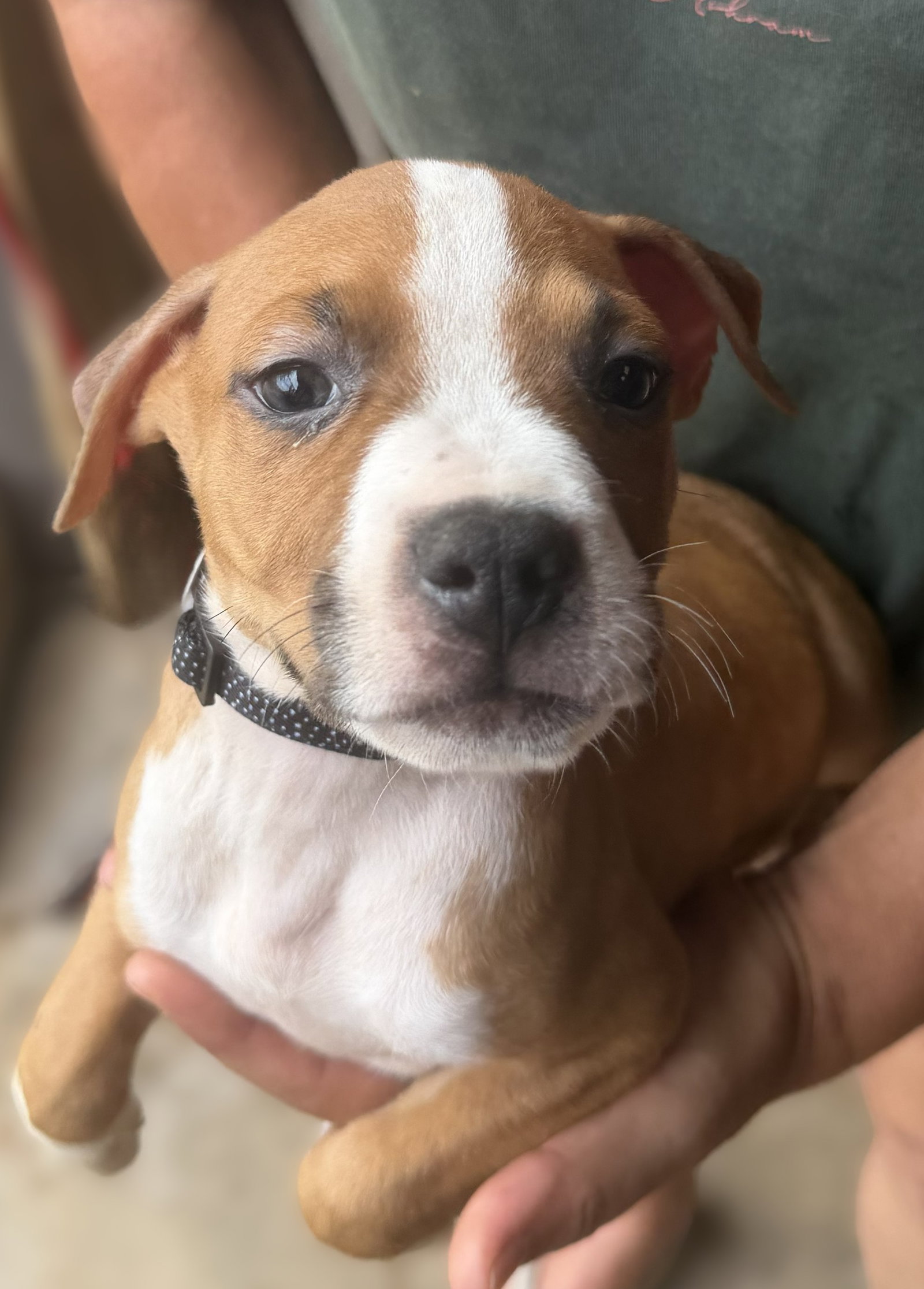 Eli, Mixed Breed