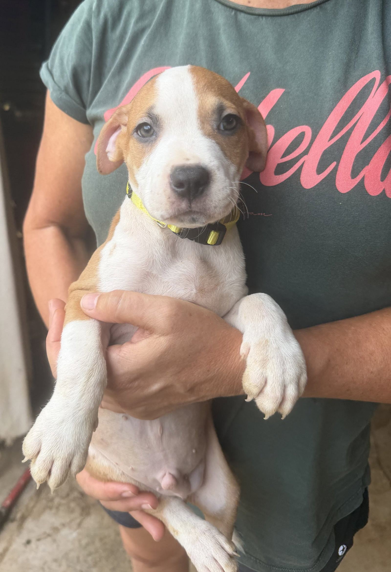 Peyton, Mixed Breed