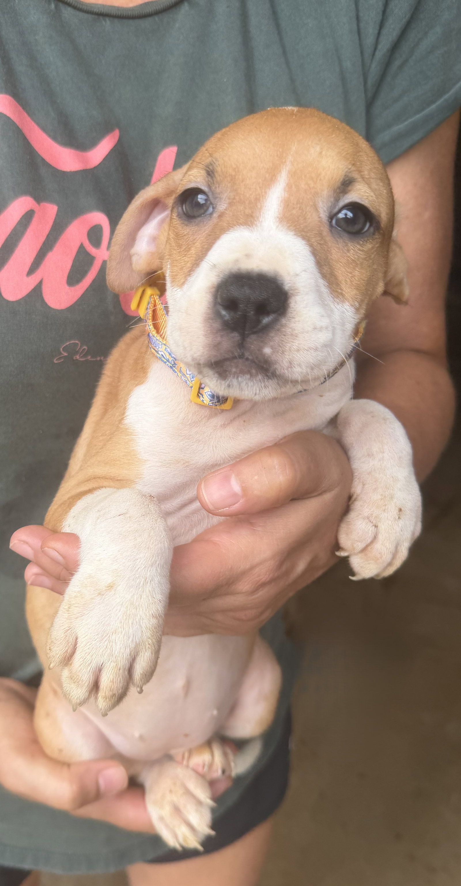 Swayze, Mixed Breed