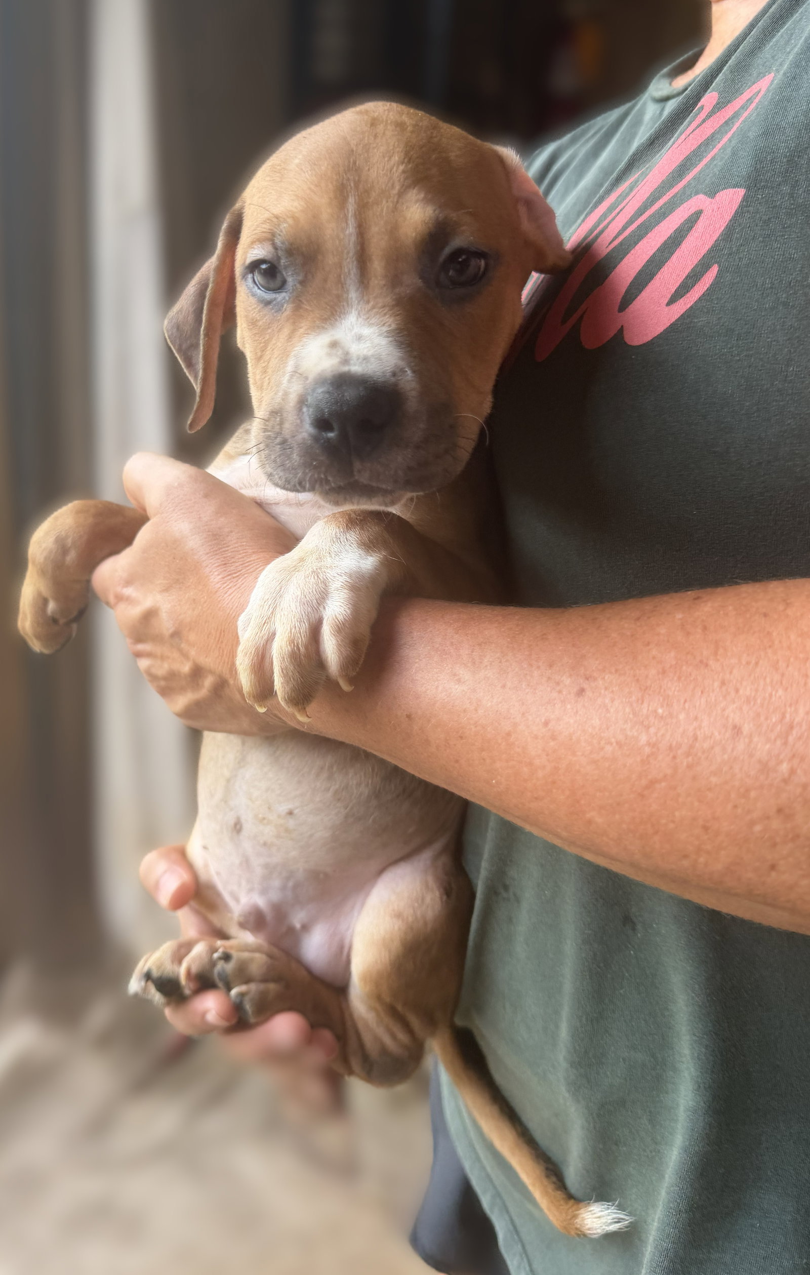 Beckham, Mixed Breed