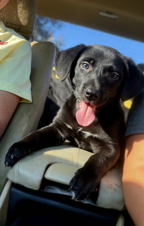 Melba, a dog for adoption from Animal Rescue Fund of MS