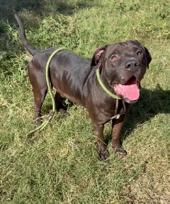 Booker - Staffordshire Bull Terrier