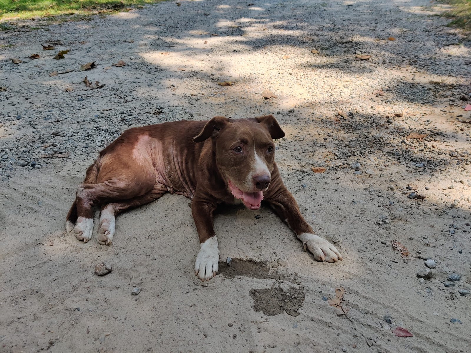 adoptable Dog in Buford, GA named Missy