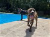 adoptable Dog in buford, GA named Lena -