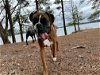 adoptable Dog in buford, GA named Vinny