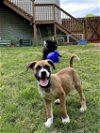 adoptable Dog in buford, GA named Vito