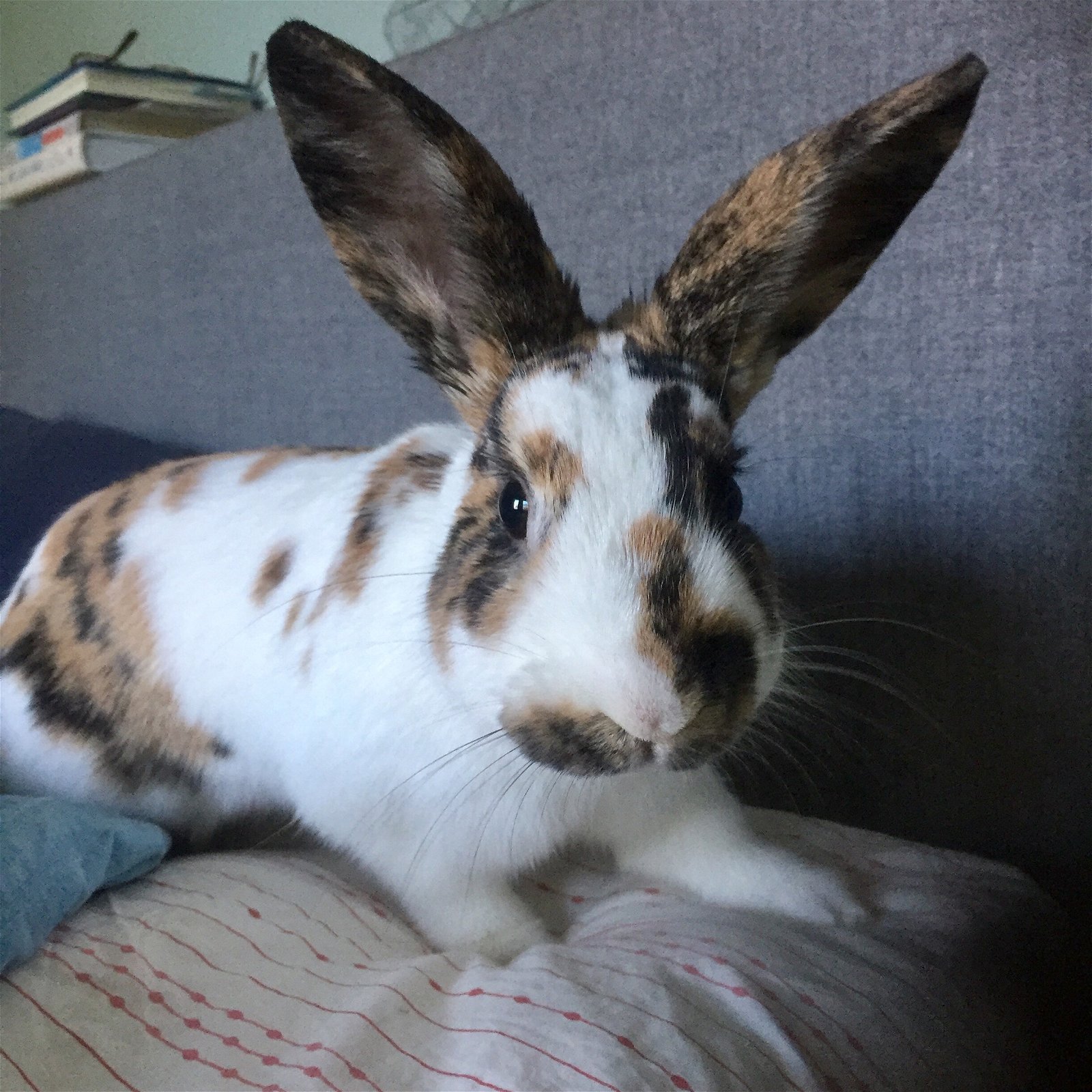 adoptable Rabbit in Portland, OR named Snowberry