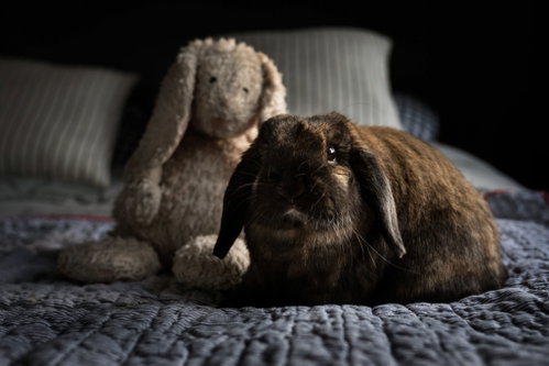 Titan, a rabbit for adoption from Rabbit Advocates