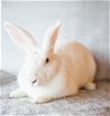 adoptable Rabbit in portland, OR named Georgina