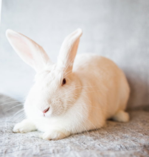 Georgina, a rabbit for adoption from Rabbit Advocates